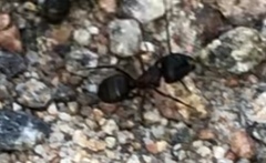 Camponotus