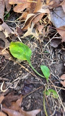 Plantaginaceae