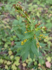 Solidago rugosa