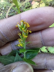Solidago rugosa