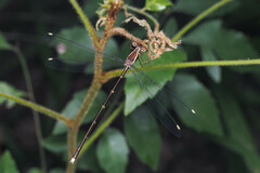 Episynlestes albicaudus