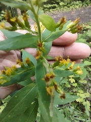 Solidago rugosa