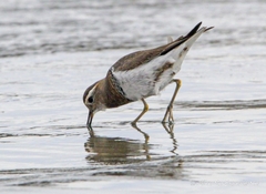 Charadrius modestus