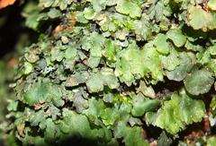 Trichomanes punctatum