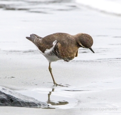Charadrius modestus