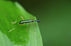 Neocollyris