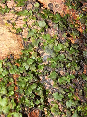 Trichomanes punctatum