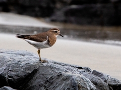 Charadrius modestus