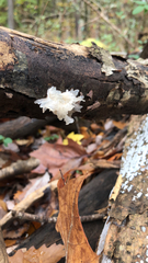 Tremella fuciformis