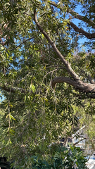 Melaleuca viminalis