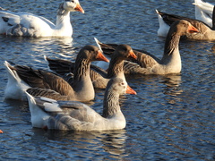 Anser anser domesticus