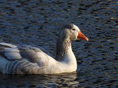 Anser anser domesticus