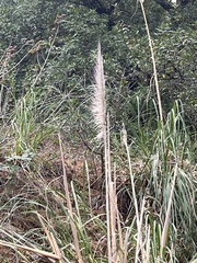 Cortaderia