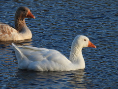 Anser anser domesticus