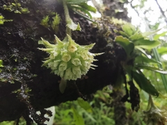 Eurystyles cotyledon