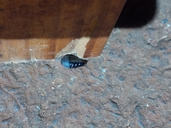 Blaberidae