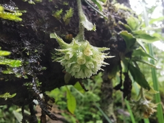 Eurystyles cotyledon