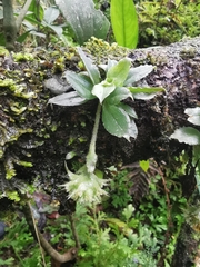 Eurystyles cotyledon