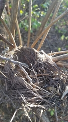 Turdus migratorius