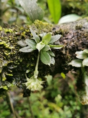 Eurystyles cotyledon