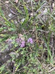 Melaleuca thymifolia