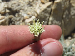 Chaenactis santolinoides