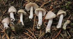 Inocybe pusio
