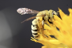 Cnemidandrena