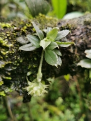 Eurystyles cotyledon