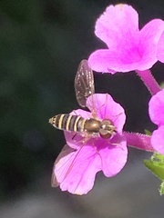 Fazia micrura