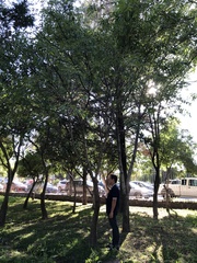 Crataegus mexicana