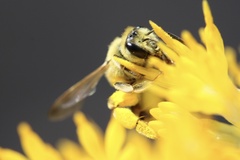 Cnemidandrena
