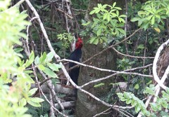 Campephilus magellanicus