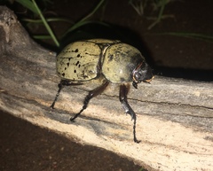 Dynastes grantii