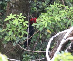 Campephilus magellanicus