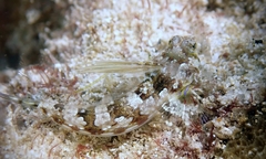 Synchiropus rosulentus
