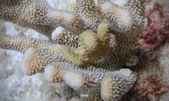 Pocillopora grandis