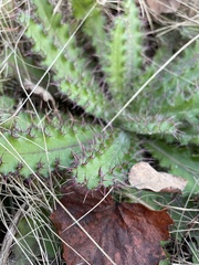 Cirsium horridulum
