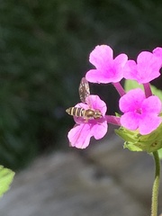 Fazia micrura