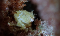 Exopalicus