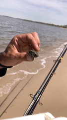 Malaclemys terrapin terrapin