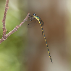 Synlestes selysi