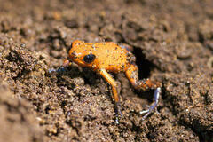 Oophaga pumilio