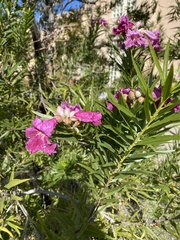 Chilopsis linearis