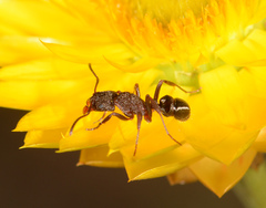 Rhytidoponera tasmaniensis