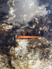 Pseudotriton ruber