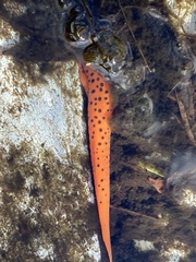 Pseudotriton ruber
