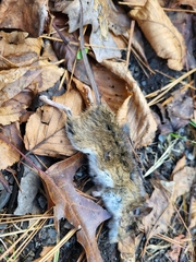 Peromyscus leucopus