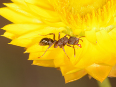 Rhytidoponera tasmaniensis
