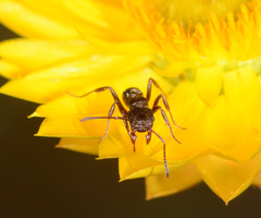 Rhytidoponera tasmaniensis